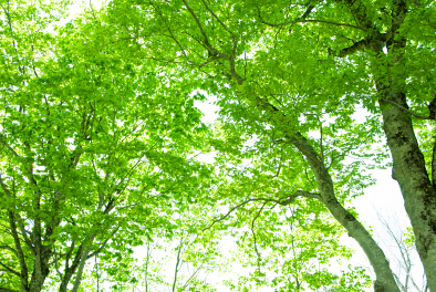 グリーンスターターキット 